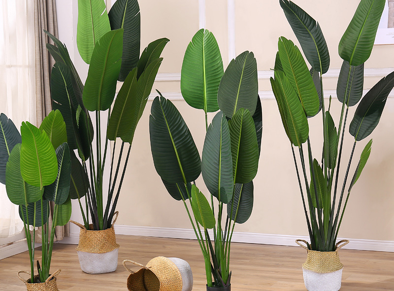 Group of tall indoor plants with large green leaves in woven baskets along a light-colored wall and wooden floor.