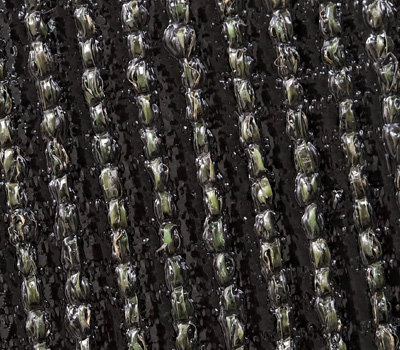 Close-up of hundreds of small shiny beetles arranged in parallel rows on dark soil (macro insect pattern).