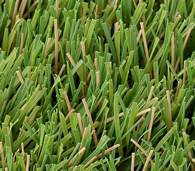 Close-up of dense green grass blades with a few tan tips interspersed among the blades