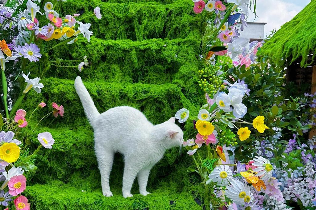 White cat exploring a moss-covered green staircase surrounded by colorful flowers in a garden setting