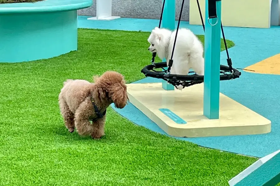 Pet-2 - LFL Grass | Artificial Grass Manufacturer & Supplier - LFL Grass | Artificial Grass Manufacturer & Supplier Brown poodle on the grass watches a white fluffy dog sitting on a circular swing at a colorful playground.