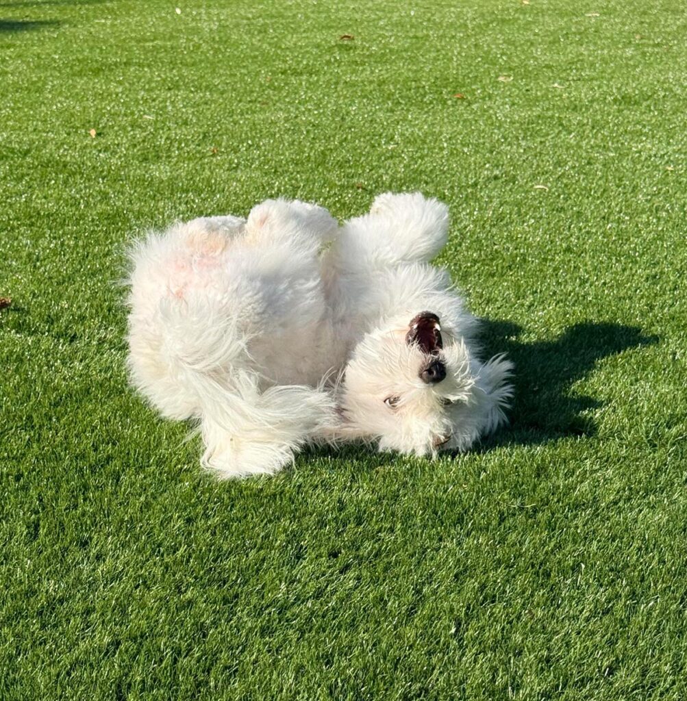White fluffy dog rolling on its back on a sunny green lawn for a playful moment.