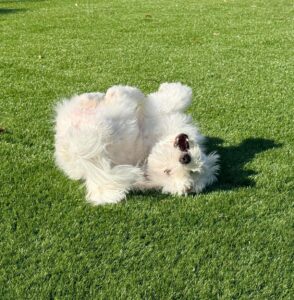 Prts-clean - LFL Grass | Artificial Grass Manufacturer & Supplier - LFL Grass | Artificial Grass Manufacturer & Supplier White fluffy dog rolling on its back on a sunny green lawn for a playful moment.