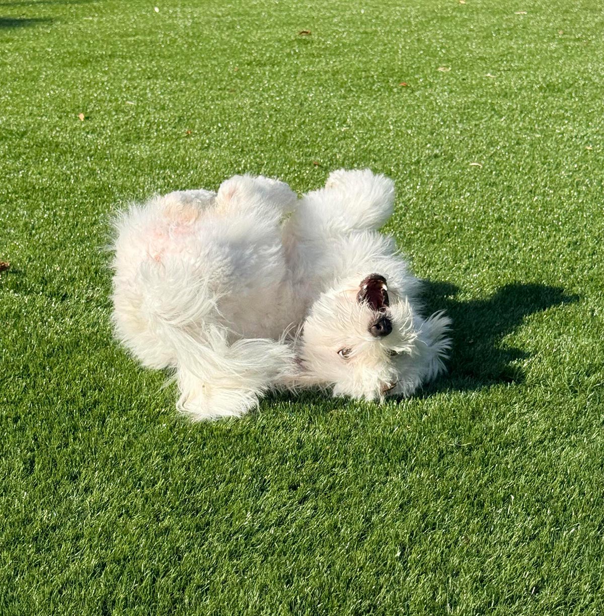 Dog rolling on clean pet artificial grass after the urine smell was removed
