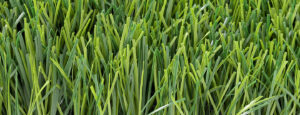 Yiwu-130 - LFL Grass | Artificial Grass Manufacturer & Supplier - LFL Grass | Artificial Grass Manufacturer & Supplier Artificial grass sourcing samples compared side by side in a Yiwu supplier showroom