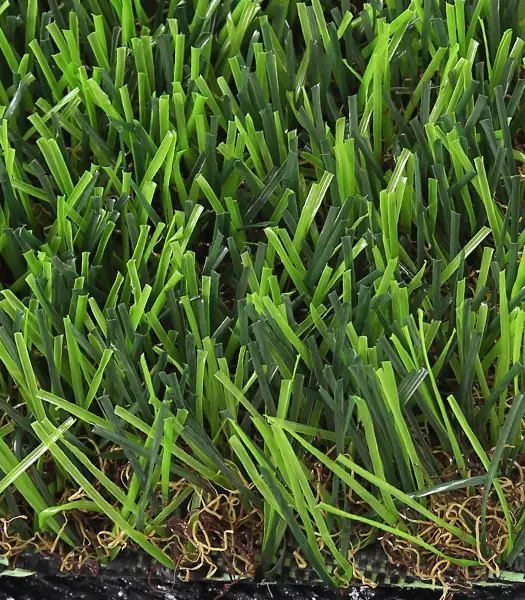 Close-up of dense green grass blades growing in a lawn with visible roots at the base.