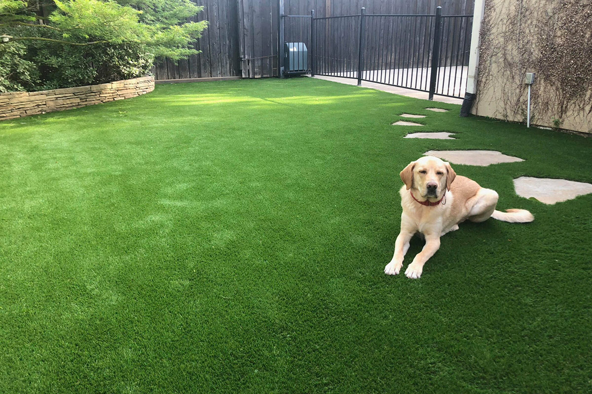 Golden retriever lying on a green artificial lawn in a backyard, near stone stepping stones and a black metal fence.