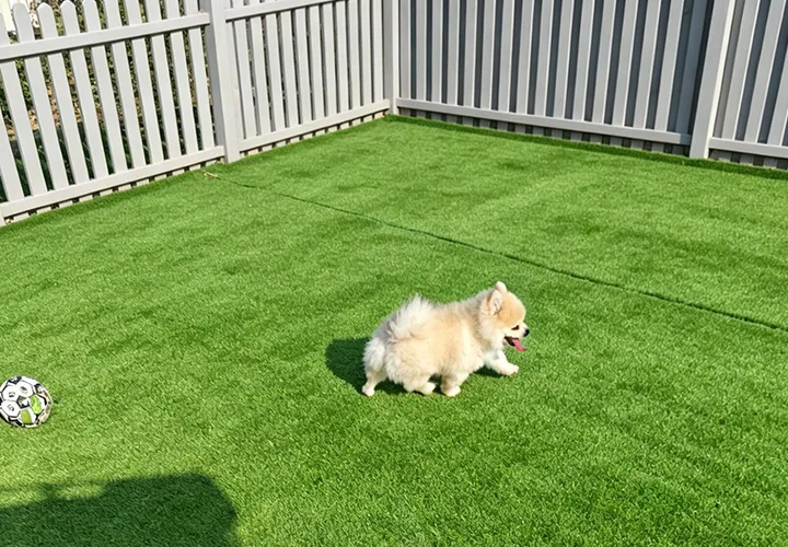 Pet 4