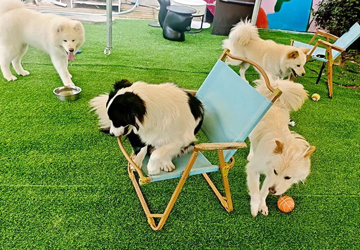 Pet 6